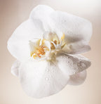 Salt Water Vanilla - Body Mist
