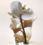 Salt Water Vanilla - Body Wash